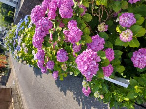 紫陽花2